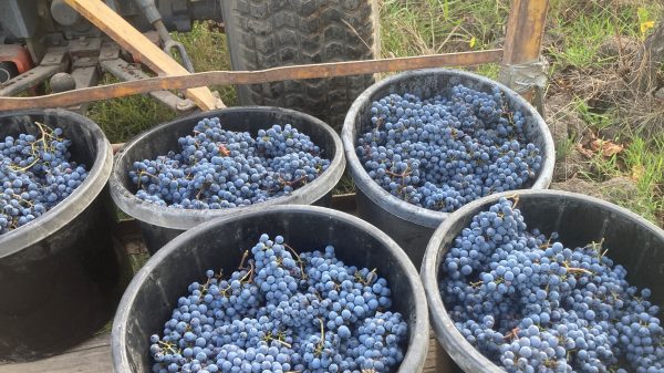 Yarra Valley wine Bobar Cabernet Franc